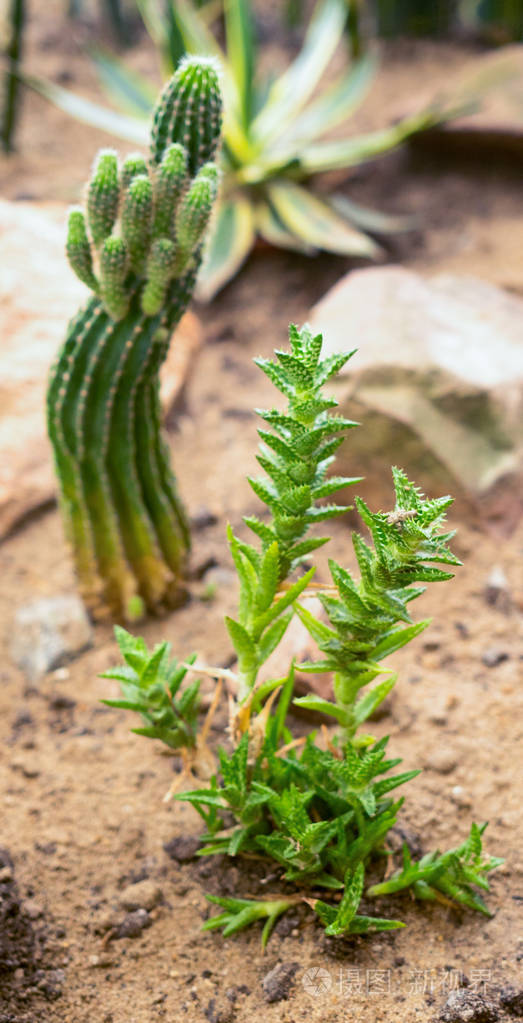 生长在土壤中的绿色仙人掌