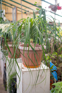 在植物园的盆栽中