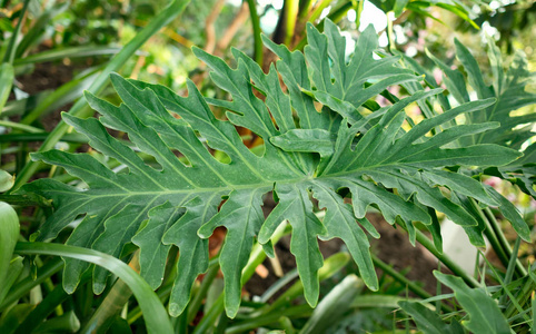 绿色热带植物森林背景