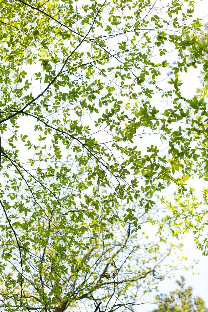 春天树枝上的新绿叶春天树的树枝