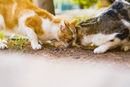 独立懒惰的街头猫。