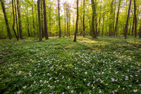 春天的森林景观与盛开的白色海葵。 波兰森林。
