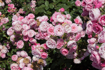 盛开的美丽的彩色玫瑰花背景