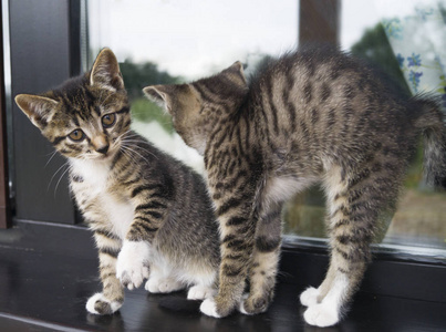 两只小条纹小猫坐在窗台上。 院子里房子的窗户。 木质镶板。 好玩的猫。