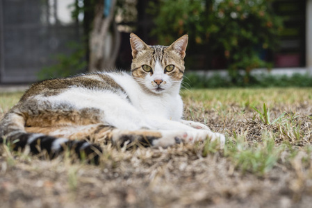 独立懒惰的街头猫。