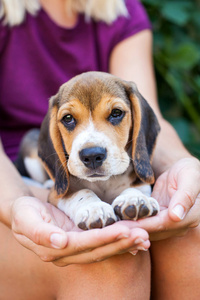 可爱的比格小狗与女主拥抱。 三色纯种犬