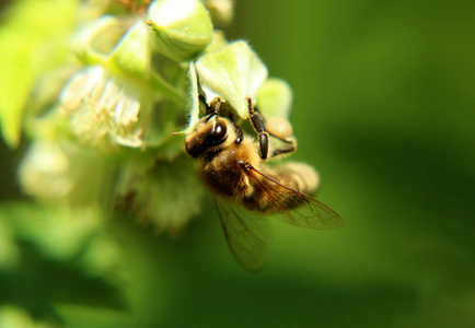 一种欧洲蜜蜂在捷克草原上授粉的覆盆子盛开。 身体里充满了花粉。 良好的工作
