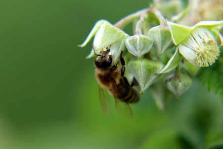 一只西方蜜蜂蜜蜂蜜蜂坐在树莓的花朵上，做她的工作。 授粉花。 模糊背景