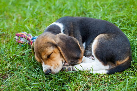 可爱的小猎犬小狗躺在草地上，抱着五颜六色的玩具