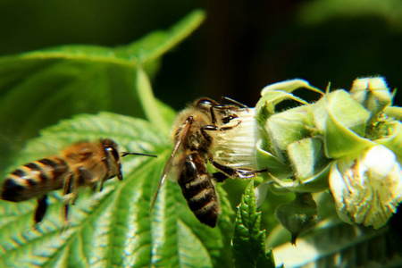 一只欧洲蜜蜂蜜蜂蜜蜂蜜蜂授粉美丽的覆盆子盛开，第二次来到下一次开花。 一张照片中的两只蜜蜂