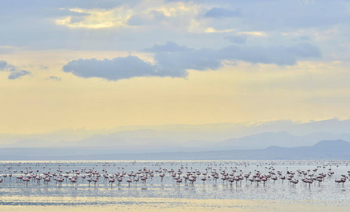 非洲坦桑尼亚裂谷纳特龙湖上的火烈鸟殖民地。 科学名称腓尼基普鲁斯未成年人。