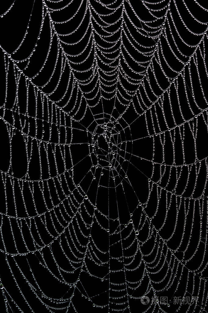 黑色背景下分离的湿空蜘蛛网