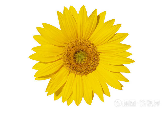 一朵黄花. 白色背景的向日葵