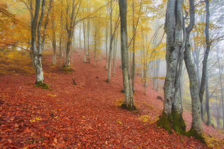 秋雾图片 秋雾素材 秋雾插画 摄图新视界