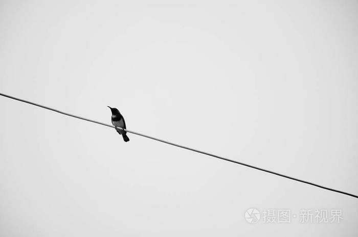 一只黑白相间的鸟