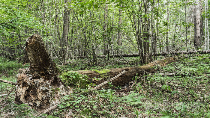 枯死的老树躺在野林中一棵大树的树干折断在野生动物