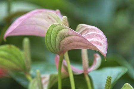 花瓶里有粉红色的蒽