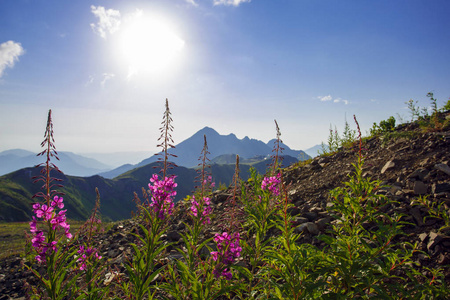 副手德鲁日巴高原夏季高山滑雪胜地景观, 索契, 俄罗斯。高加索山脉背景下的高山草甸特写