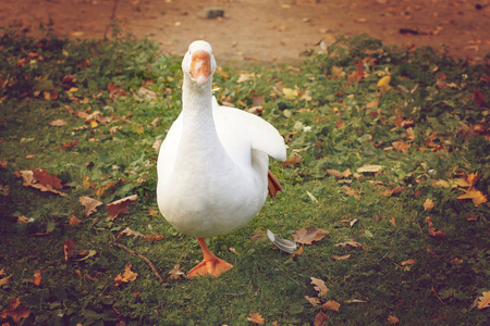 一只白鹅单脚站立在秋天的空地上,一个水平的框架.照片
