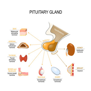 垂体激素功能。 两叶前后功能为独立腺体。 教育医学生物和科学使用的矢量图