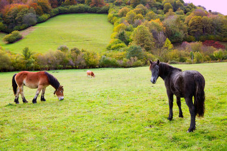 西班牙比利牛斯草原上放牧的马和牛