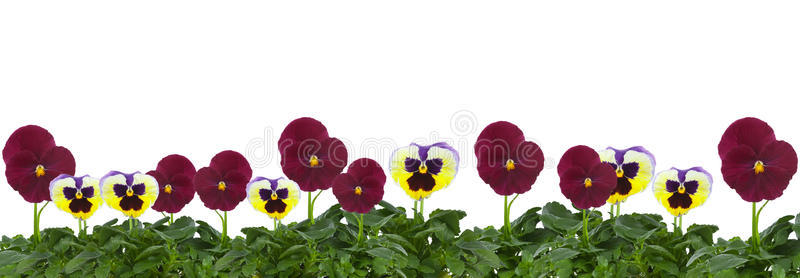三色堇 植物 生活 物体 自然 塑料 季节 美丽的 花瓣