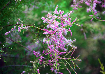 花枝