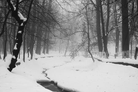 冬雾景观