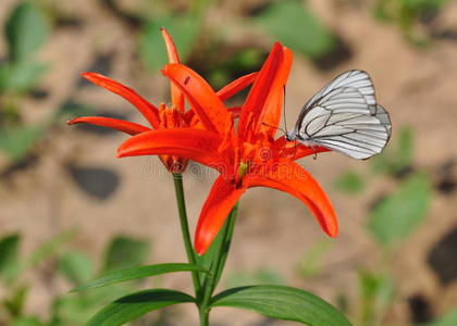野生野百合带蝴蝶的鲜红色野百合照片