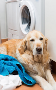 洗衣服的金毛猎犬