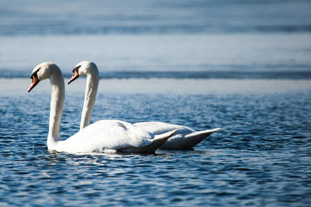 天鹅湖面湖面蓝底天鹅照片
