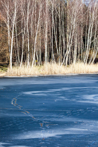 波兰冬季景观湖和桦树