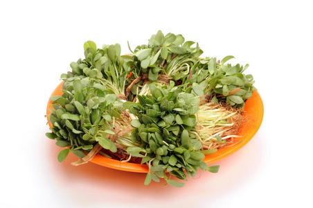 葫芦巴叶摄影图