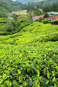 绿茶种植园景观。印度喀拉拉邦芒纳尔