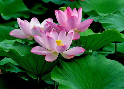 三朵粉红色的莲花照片