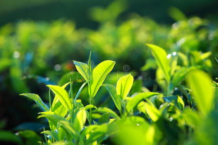 绿茶种植园景观。印度喀拉拉邦芒纳尔