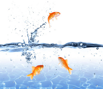 水杯中的金鱼图片