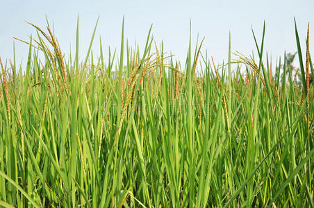 稻梢褐穗绿色稻田