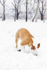 狗在雪地里挖
