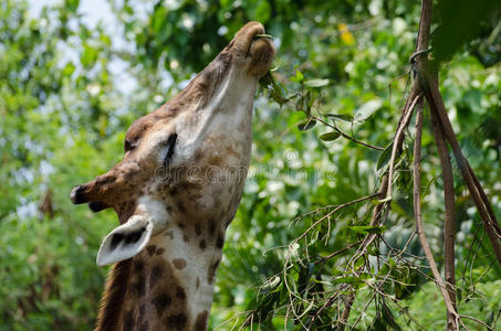 长颈鹿吃树叶图片