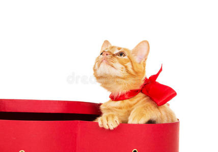 漂亮的小猫拿着丝带坐在盒子里