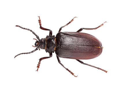 加泰罗尼亚菊苣或 puntarelle 在意大利, 木板上用刀.