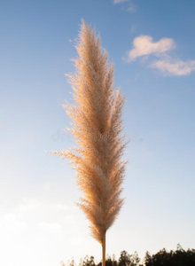 潘帕斯草cortaderia selloana，