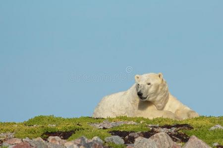 北极熊在草地上醒来