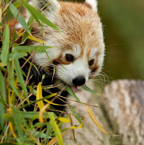 吃竹子的小熊猫