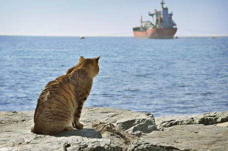 猫看船