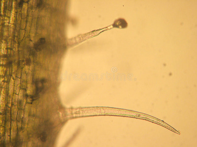 天竺葵带状光学显微镜