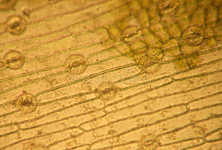 气孔光学显微镜照片