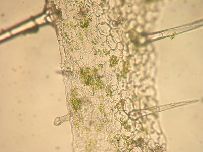 天竺葵表皮细胞显微图图片