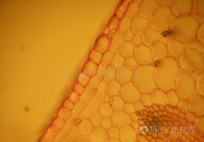 光学显微镜下的气孔